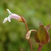 Torenia anagallis (Burm.f.) Wannan, W.R.Barker & Y.S.Liang